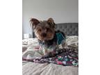 Adopt Willa a Yorkshire Terrier