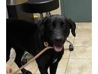 Adopt Sadie (mcas) a Labrador Retriever