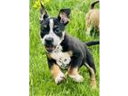 Adopt Fruit Punch a Mixed Breed