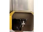 Adopt Cheshire a Domestic Short Hair