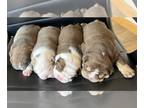 Bulldog PUPPY FOR SALE ADN-779860 - April Fools Babies