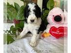 Bernedoodle PUPPY FOR SALE ADN-779869 - Bernedoodle Puppies