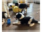 Border Collie PUPPY FOR SALE ADN-779904 - Border collie puppies