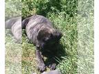 Cane Corso PUPPY FOR SALE ADN-779943 - Cane Carso Puppies