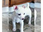 Chihuahua PUPPY FOR SALE ADN-779981 - White female Chihuahua named Luna
