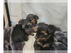 Yorkshire Terrier PUPPY FOR SALE ADN-780142 - Black Tan Tea Cup Yorkies