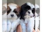 Shih Tzu PUPPY FOR SALE ADN-780218 - AKC Litter registered Shih Tzu