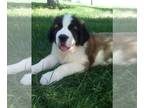 Saint Bernard PUPPY FOR SALE ADN-780221 - AKC Saint Bernard For Sale Sugarcreek