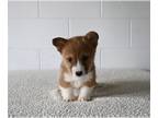 Pembroke Welsh Corgi PUPPY FOR SALE ADN-780223 - AKC Pembroke Welsh Corgi For