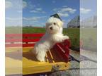 Maltese PUPPY FOR SALE ADN-780225 - ACA Maltese For Sale Millersburg OH