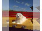 Maltese PUPPY FOR SALE ADN-780226 - ACA Maltese For Sale Millersburg OH