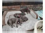 Labrador Retriever PUPPY FOR SALE ADN-780228 - Silver AKC