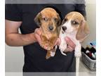 Dachshund PUPPY FOR SALE ADN-780229 - Nice litter of dachshunds mini wiener pups