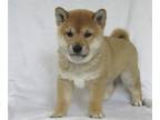 Shiba Inu PUPPY FOR SALE ADN-780230 - AKC Shiba Inu Puppies