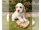 Cockapoo PUPPY FOR SALE ADN-780233 - Russ