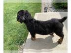 Rottweiler PUPPY FOR SALE ADN-780234 - Akc Rottweiler puppys