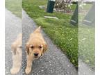 Golden Retriever PUPPY FOR SALE ADN-780235 - Female golden retriever puppy