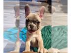 French Bulldog PUPPY FOR SALE ADN-780239 - Thunder Lilac Fawn Male French
