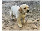 Labrador Retriever PUPPY FOR SALE ADN-780244 - Queen