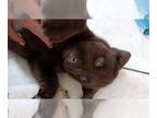 Labrador Retriever PUPPY FOR SALE ADN-780245 - Purebred Chocolate Labrador