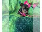 YorkiePoo PUPPY FOR SALE ADN-780247 - Yorkiepoo TEACUP