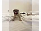 French Bulldog PUPPY FOR SALE ADN-780256 - AKC registered French Bulldog