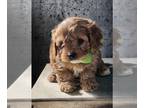 Cavapoo PUPPY FOR SALE ADN-780258 - Adorable Cavapoo Pups