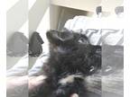 Shorkie Tzu PUPPY FOR SALE ADN-780259 - 11 week old puppy