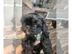 Shih Tzu PUPPY FOR SALE ADN-780261 - Shih Tzu Puppies For Sale
