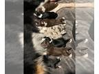Border Collie PUPPY FOR SALE ADN-780263 - Male Border Collie Puppies Available