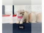 Maltese PUPPY FOR SALE ADN-780273 - Tiny AKC Maltese males