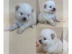 Pomeranian PUPPY FOR SALE ADN-780278 - Female