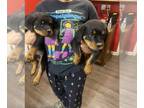Rottweiler PUPPY FOR SALE ADN-780279 - German Rottweiler pups