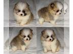 Pomeranian PUPPY FOR SALE ADN-780281 - Female