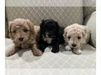 Poodle (Toy) PUPPY FOR SALE ADN-780282 - POODLES