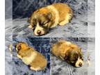 Pomeranian PUPPY FOR SALE ADN-780284 - Male