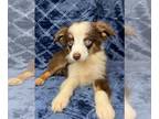 Miniature Australian Shepherd PUPPY FOR SALE ADN-780287 - Toy red tri female