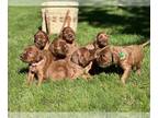 Irish Setter PUPPY FOR SALE ADN-780288 - Irish setter puppies
