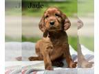 Irish Setter PUPPY FOR SALE ADN-780288 - Irish setter puppies