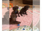 Labrador Retriever PUPPY FOR SALE ADN-780293 - 11 Chocolate Labs