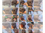 Labrador Retriever PUPPY FOR SALE ADN-780293 - 11 Chocolate Labs