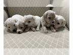 Maltipoo PUPPY FOR SALE ADN-780296 - MALTIPOO