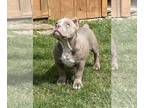 American Bully PUPPY FOR SALE ADN-780300 - Gorgeous lilac pocket size American