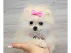 Pomeranian PUPPY FOR SALE ADN-780301 - Tiny White Pomeranian Puppy For Sale