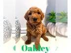 Goldendoodle PUPPY FOR SALE ADN-780310 - F1B Medium Goldendoodles