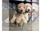 Goldendoodle PUPPY FOR SALE ADN-780313 - Tymo