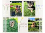 Morkie PUPPY FOR SALE ADN-780326 - Morkie Puppies Washington