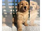 Golden Retriever PUPPY FOR SALE ADN-780328 - Golden Retriever puppy