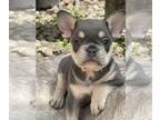 French Bulldog PUPPY FOR SALE ADN-780335 - Lilac blue tan point SPYDER