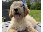 Goldendoodle PUPPY FOR SALE ADN-780336 - F2 Goldendoodle Puppies READY NOWI